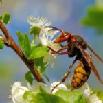 30 datos insólitos del mundo de los insectos que no conocías