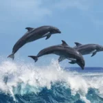 delfines inteligencia habitat informacion costumbres