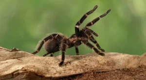 tarantulas datos curiososveneno peligrosidad informacion mordedura