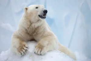 oso polar habitat alimentacion informacion datos curiosos
